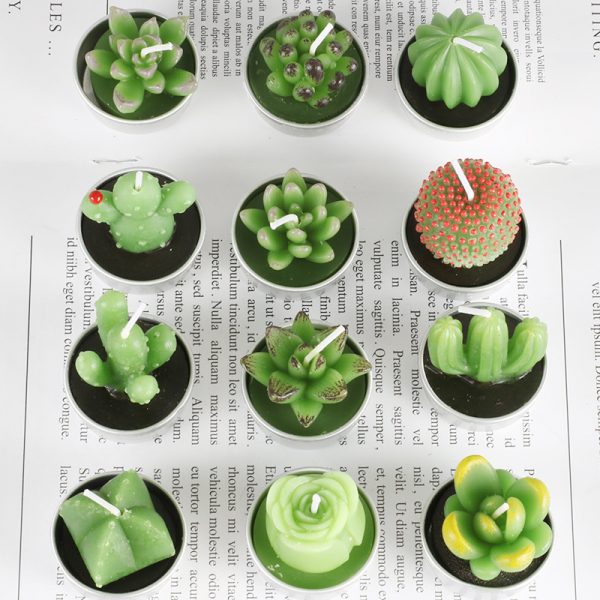 Succulents - Image 6