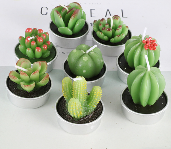 Succulents - Image 2